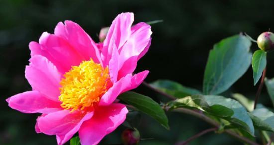 芍药花语之美（芍药花在传统文化中的象征意义及现代应用领域）