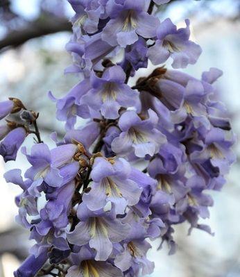 梧桐花的寓意与象征——美好、离别与希望（向阳开放的梧桐花）