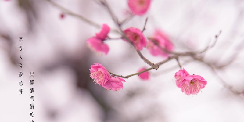 冬天梅花的特点与魅力（探寻冬天梅花的美丽与坚韧）