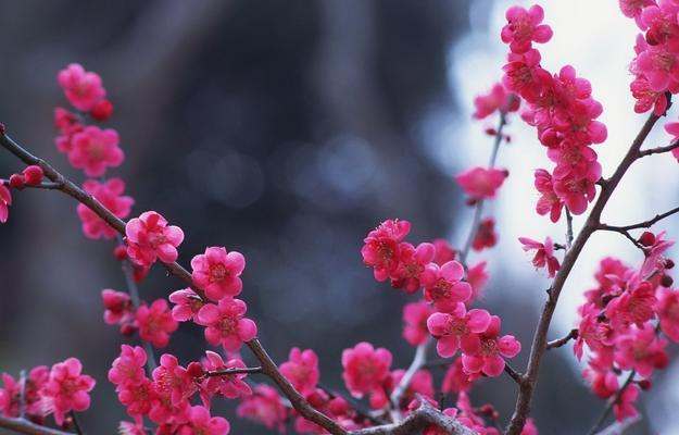 冬天梅花的美丽与坚韧（追寻冬季花海的壮丽景象）