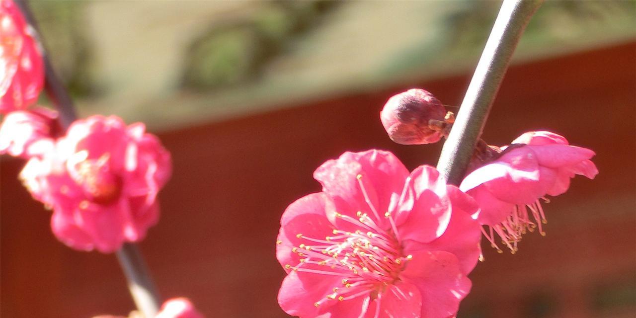 冬天梅花的美丽与特点（冬天梅花的傲雪风姿和坚韧生命力）