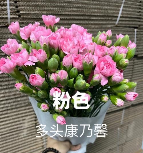 多头康乃馨（花束中的多头康乃馨）