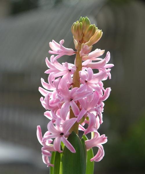 粉色风信子的花语——爱与美的象征（浪漫盛开）