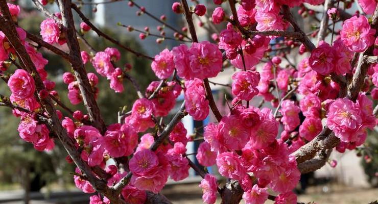 粉色梅花的花语——爱与希望的象征（恒久不变的温暖与美丽）