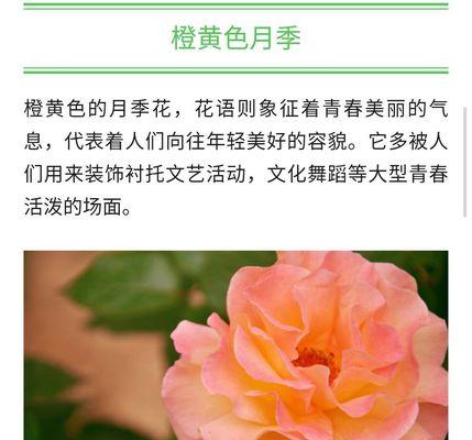 粉色月季的花语（绽放在生命里的美丽誓言）