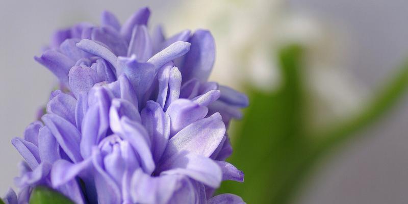 风信子花的色彩与象征意义（揭秘风信子的神秘之美）