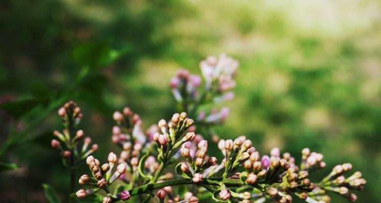 丁香花的花语与寓意（馨香浪漫）