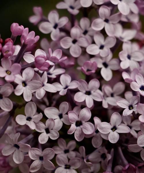 丁香花的花语与寓意（馨香浪漫）