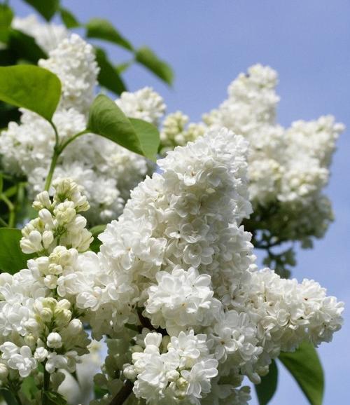 丁香花的花语与寓意（馨香浪漫）