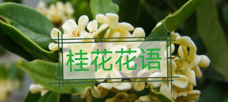 桂花的花语与寓意（桂花香）