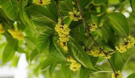 桂花的花语与含义（传递芬芳与美好的桂花）