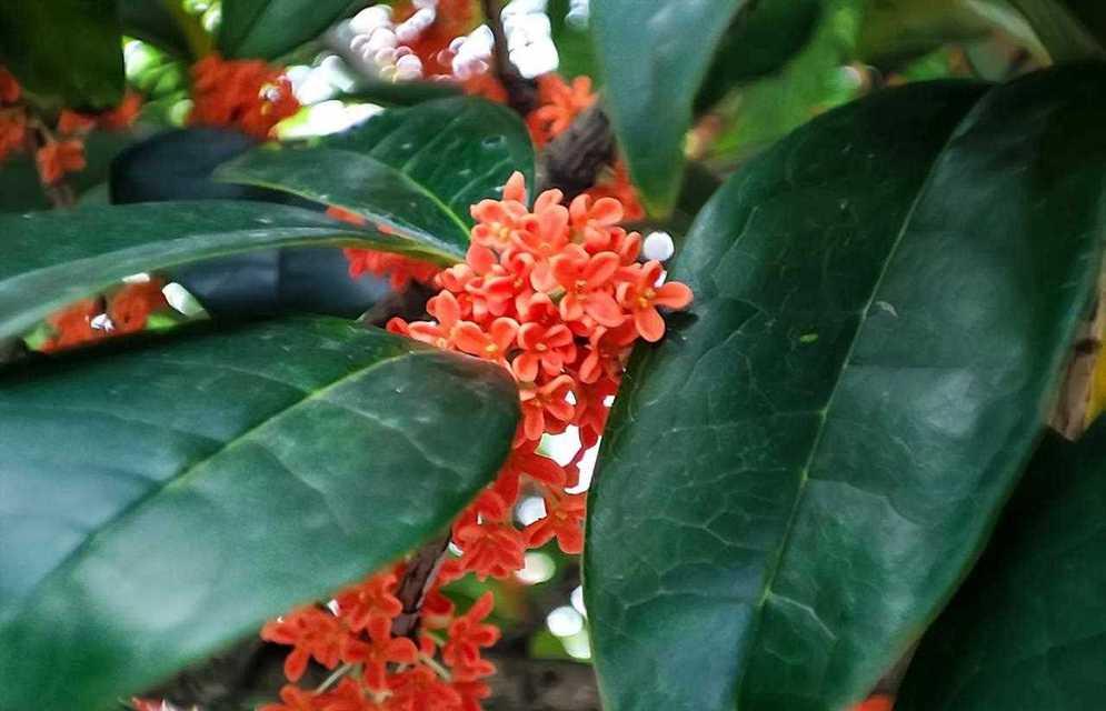 桂花的花语与含义（传递芬芳与美好的桂花）