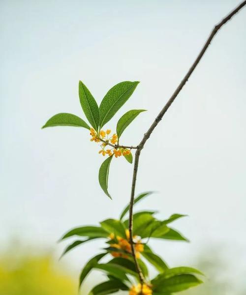 桂花花语之美（唤醒心灵的芬芳）