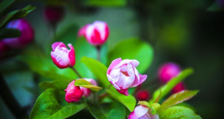 海棠花（以海棠花为媒介）