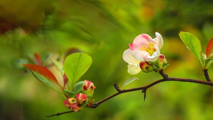 海棠花官方花语解读（探寻海棠花花语的深层内涵）