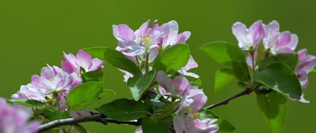 双色海棠花语之美——双色海棠的花语意义和象征（探寻双色海棠花朵绽放的神奇之美）