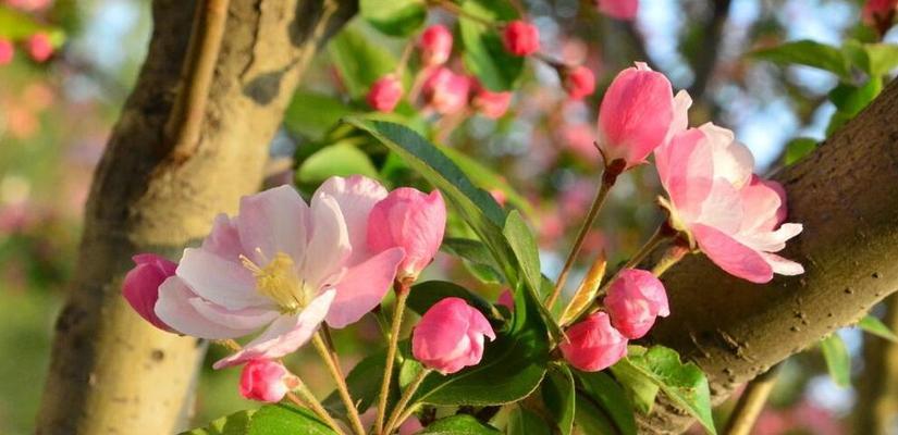 双色海棠花语之美——双色海棠的花语意义和象征（探寻双色海棠花朵绽放的神奇之美）