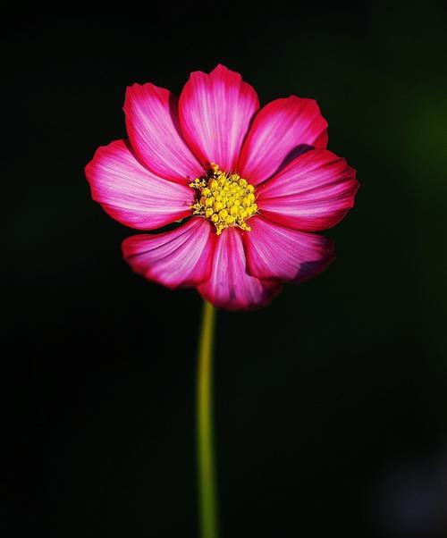 黑色波斯菊花语的意义与传承（揭开黑色波斯菊花语的神秘面纱）