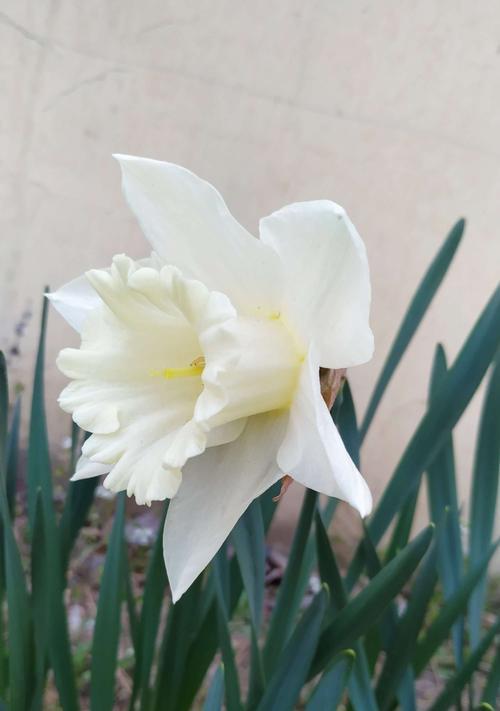 红口水仙花语之美丽与祝福（探寻红口水仙花的花语和象征意义）