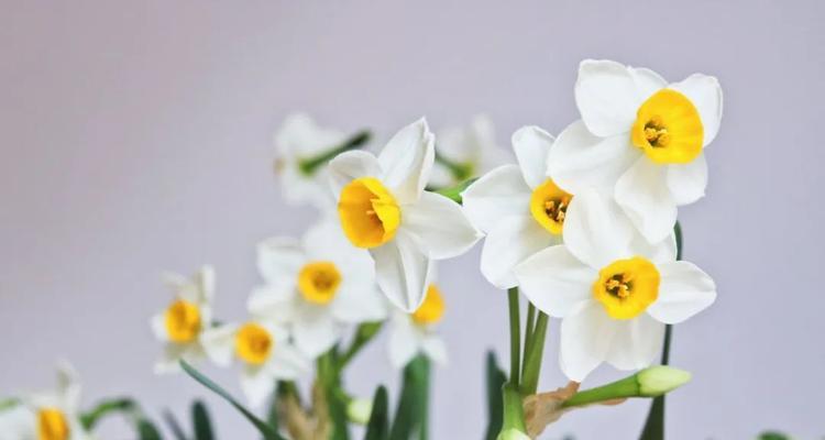 红口水仙花语之美丽与祝福（探寻红口水仙花的花语和象征意义）