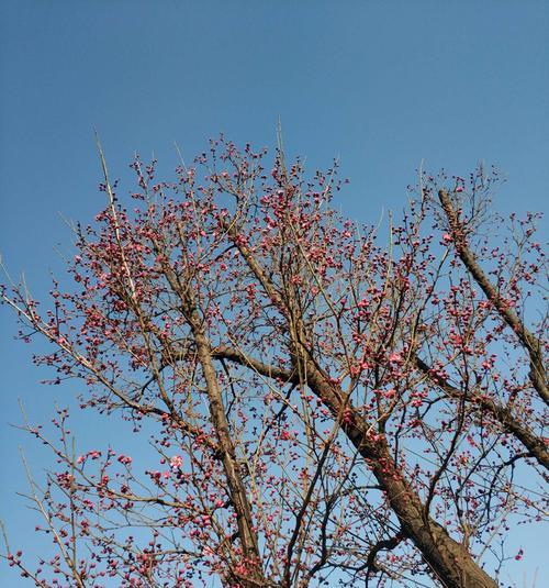 红梅花的花语及象征意义（探寻红梅花所传递的祝福和美好）