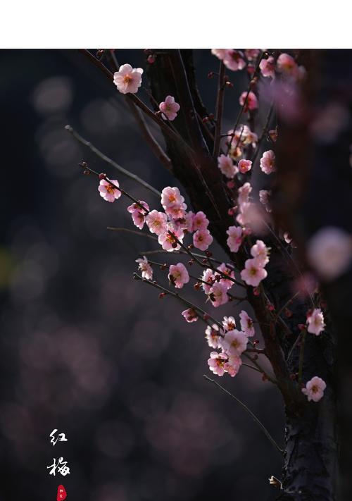 红梅花的花语及象征意义（探寻红梅花所传递的祝福和美好）