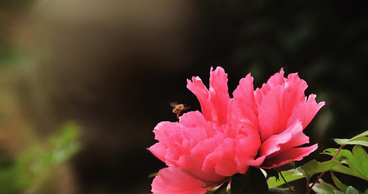 红牡丹花花语（探索红牡丹花的深意与象征意义）