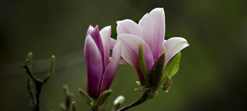 红玉兰花的寓意与象征（探寻红玉兰花的深意与美丽）