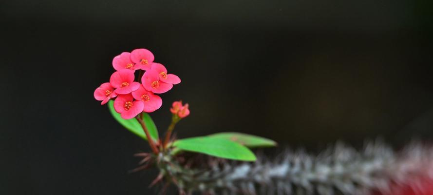 虎刺梅花的深意（威武不屈的象征——虎刺梅花）