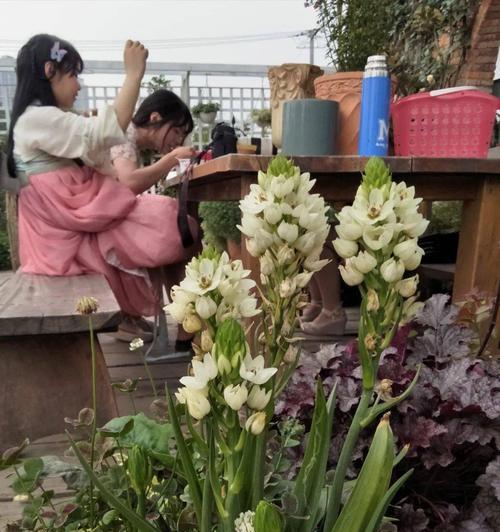 白花虎眼万年青的花语（透露生命的坚毅与希望）