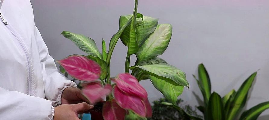 花叶万年青开花的寓意与意义（唤醒生命力）