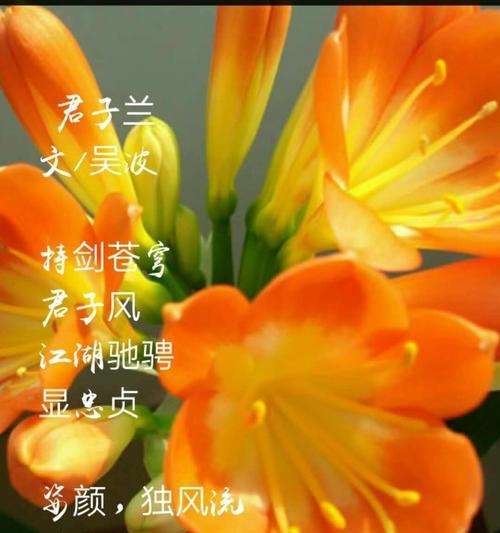 花开如君子——探秘大花君子兰的奥秘（以花语大花君子兰为主题的全面解读）