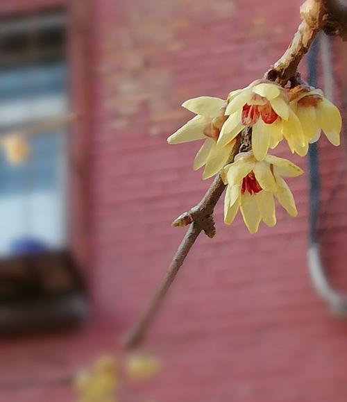 黄腊梅花——阳光之花（春意盎然）