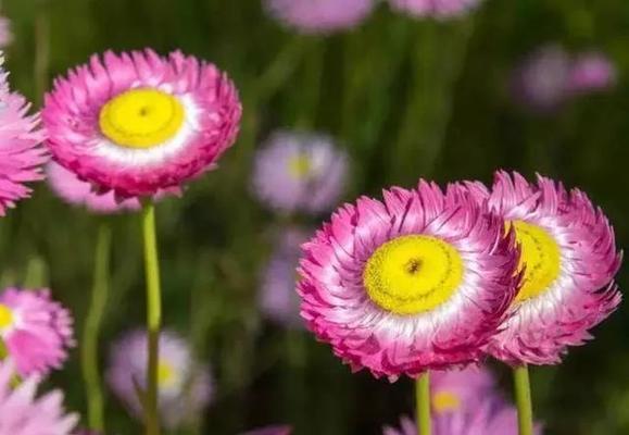 黄色蜡菊花语（传递幸福与温暖）