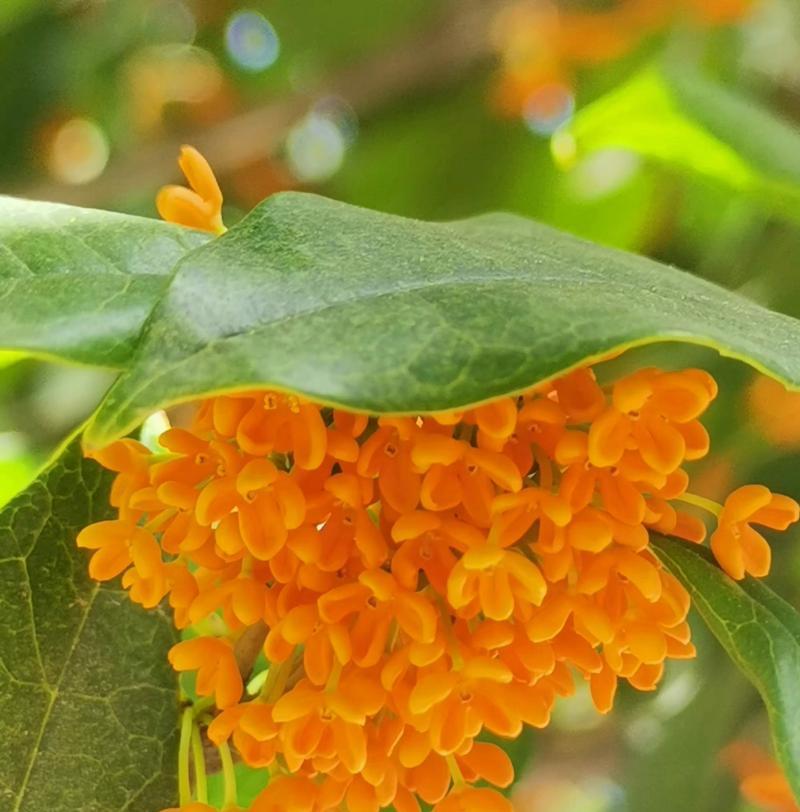 家里种桂花的意义（桂花香满家）