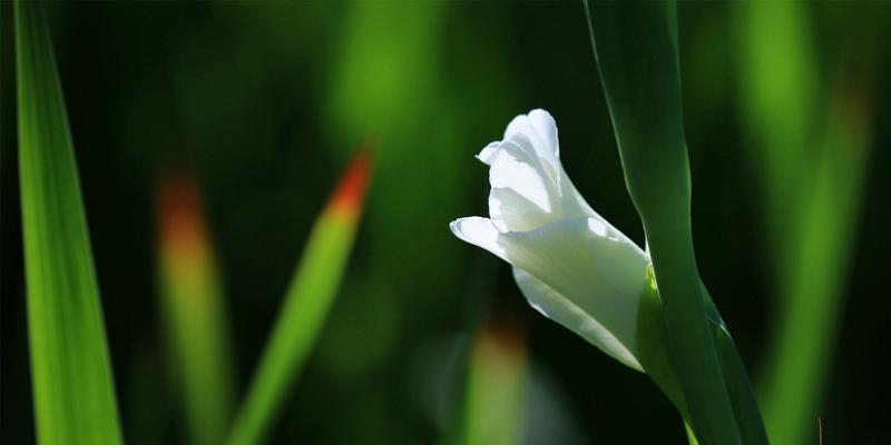 剑兰花花语（揭秘剑兰花的花语及其象征意义）