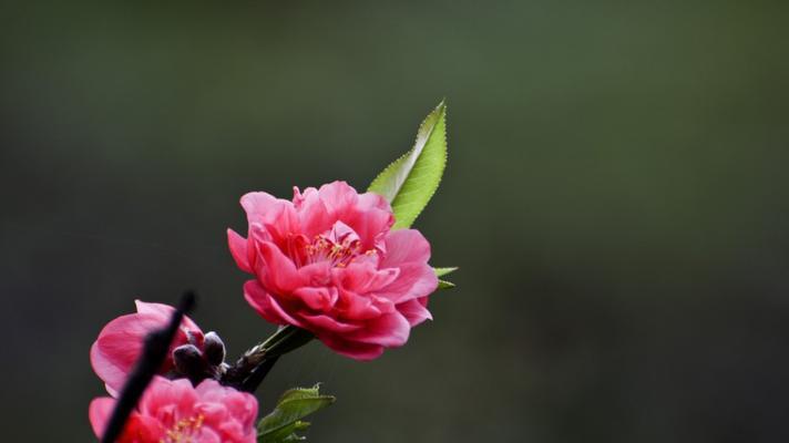 九月桃花刀，花开刀动（桃花烂漫）