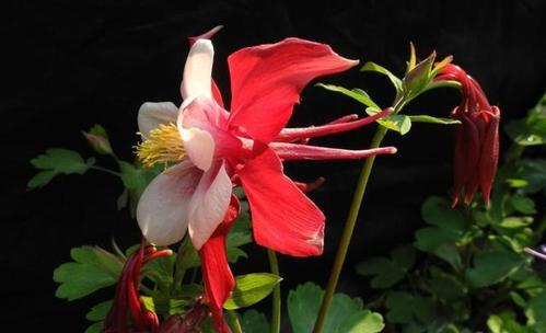 九月桃花刀，花开刀动（桃花烂漫）