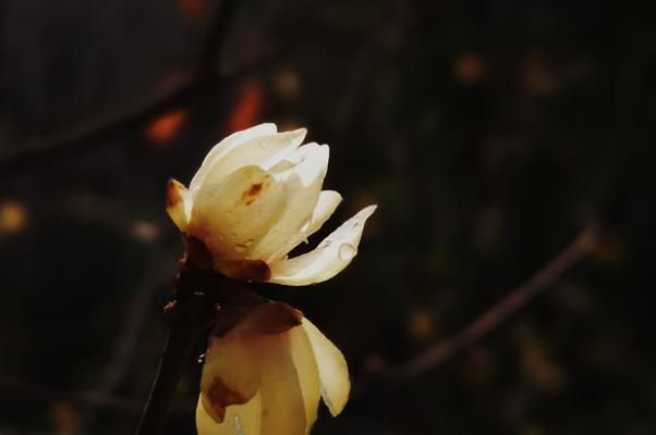 腊梅花语（腊梅花的花语及寓意解读）