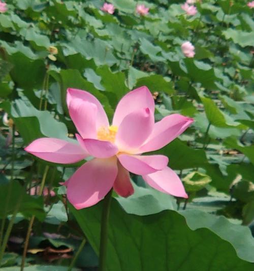 蓝荷花的花语与意义（揭秘蓝荷花的神秘花语）