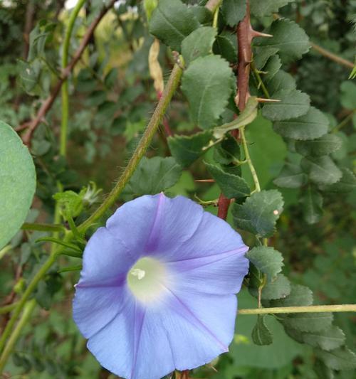 蓝色牵牛花的花语及象征意义（揭秘蓝色牵牛花）