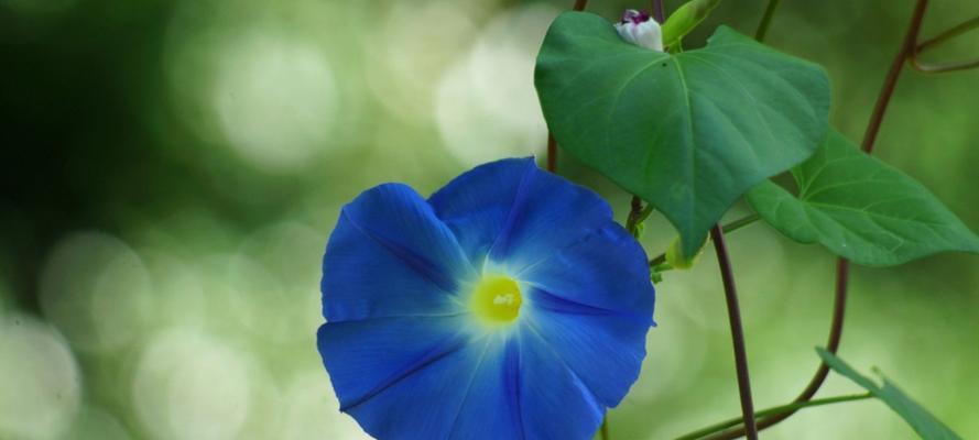 蓝色牵牛花的花语及象征意义（揭秘蓝色牵牛花）