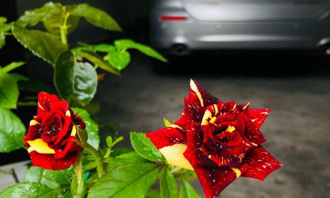 流星雨月季花花语（沐浴流星雨月季花的芳香）