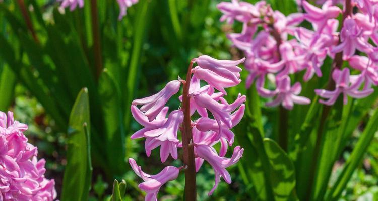 绿色风信子花语（以绿色风信子为主题的花语解读）