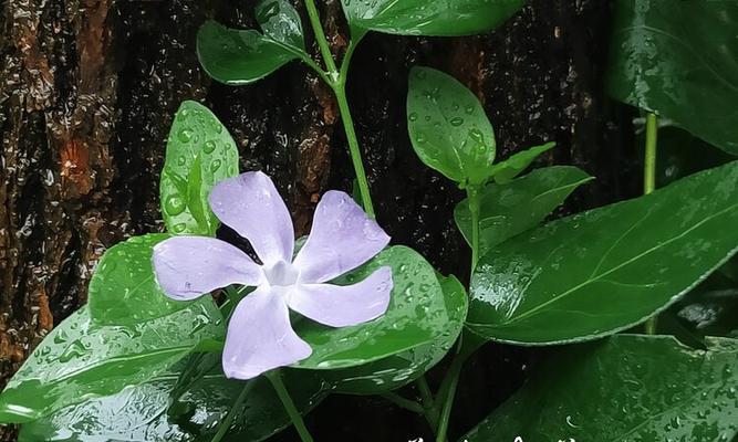 蔓长春花（傲立风雨中的生命之花）