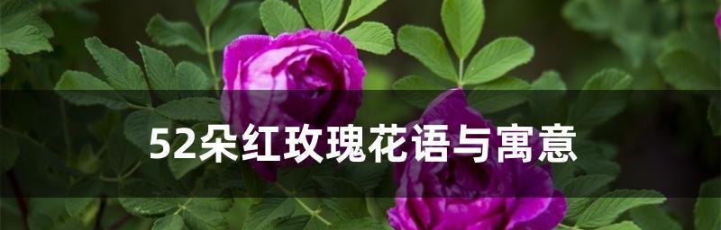 玫瑰花的花语和寓意（探寻玫瑰花的秘密和象征意义）