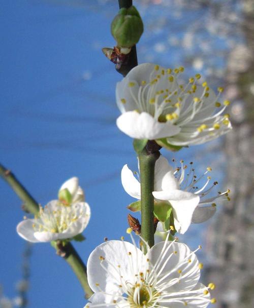 梅花的花语与美丽传说（探寻梅花的深意）