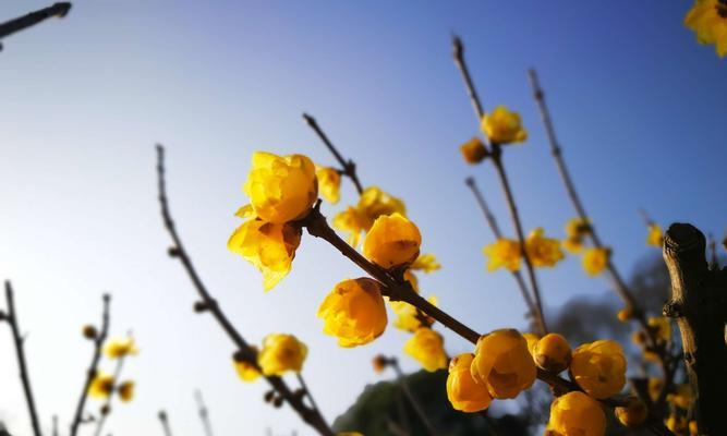 梅花花语的深意（探寻梅花所传达的情感与寓意）