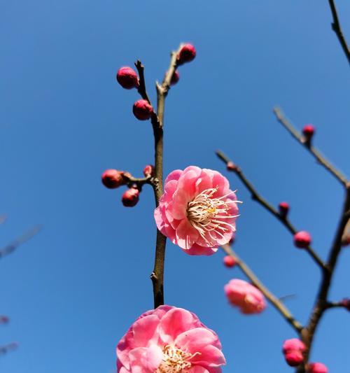 梅花花语的深意（探寻梅花所传达的情感与寓意）