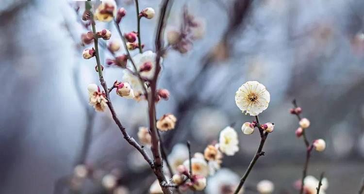 梅花的生命之美（以花先叶后的寓意）